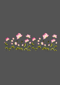 Design  C2 - 217 | Borders