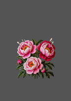 Design  C2 - 248 | Flower