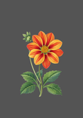 Design  C2 - 368 | Flower