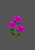 Design  C2 - 371 | Flower