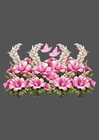 Design  C2 - 428 | Borders