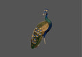 Design  |C4 - 78 Bird
